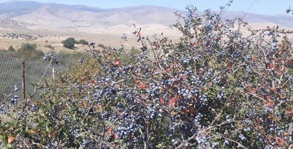عکس زرشک کوهی