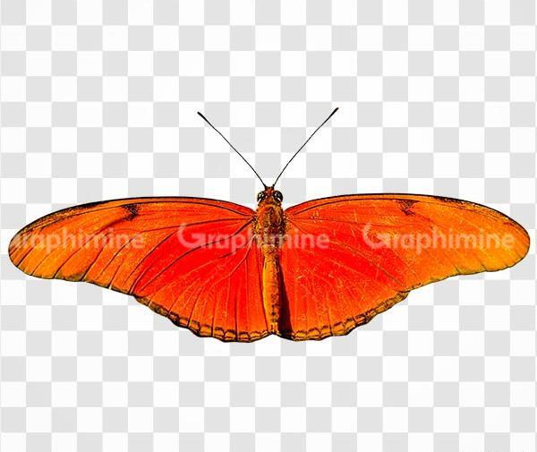 عکس png پروانه