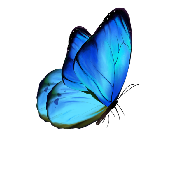 عکس png پروانه