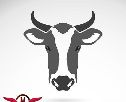 عکس دانلود وکتور گاو
