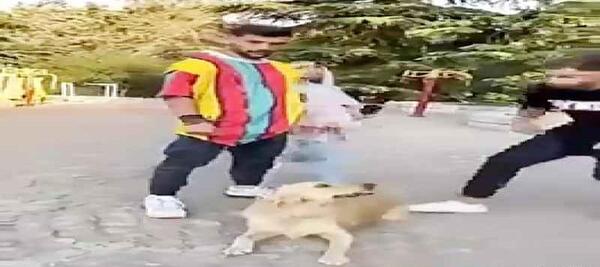 عکس نیکا فلاحی با سگ