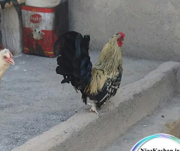 عکس جوجه خروس چهل تاج