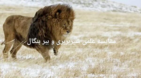 عکس شیر کیوت