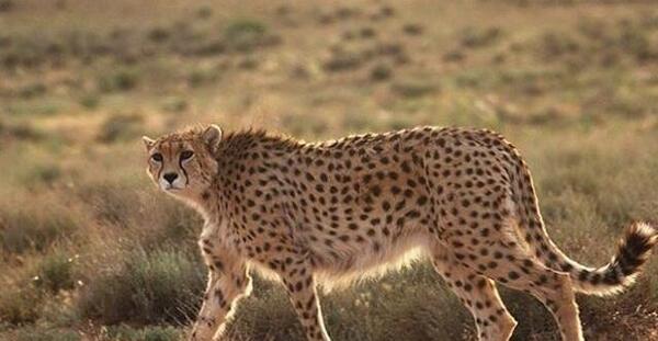 عکس حیوان یوز پلنگ