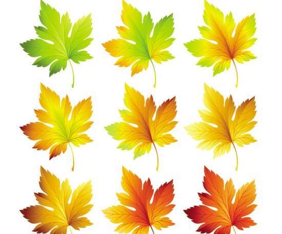 عکس دانلود وکتور برگ پاییزی