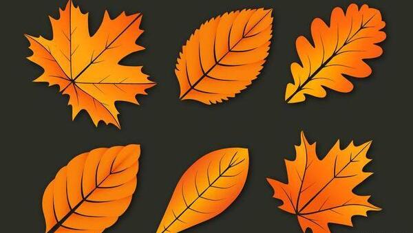 عکس دانلود وکتور برگ پاییزی