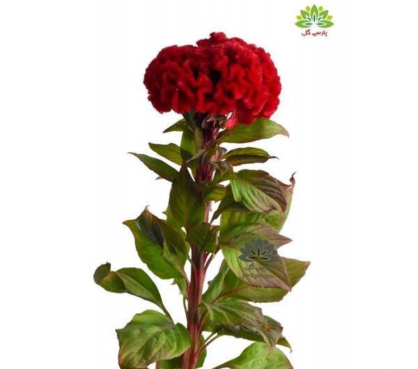 عکس تاج خروس گل