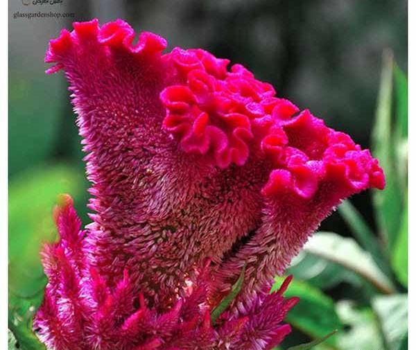 عکس تاج خروس گل