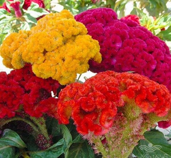 عکس تاج خروس گل