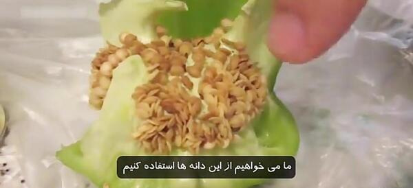 عکس کاشت فلفل دلمه ای