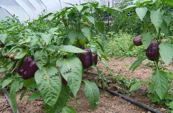 عکس کاشت فلفل دلمه ای