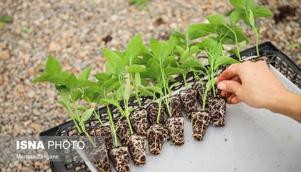 عکس کاشت فلفل دلمه ای