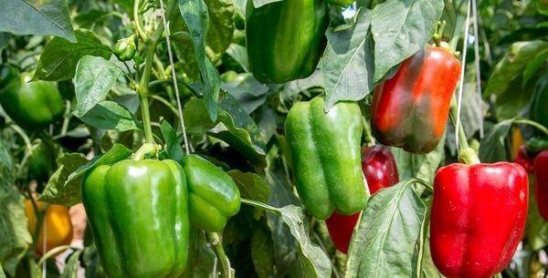 عکس کاشت فلفل دلمه ای