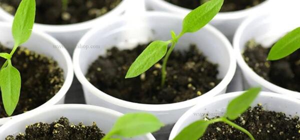 عکس کاشت فلفل دلمه ای