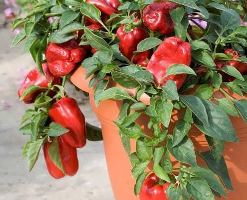 عکس کاشت فلفل دلمه ای