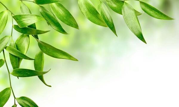 عکس برگ پاییزی فول اچ دی