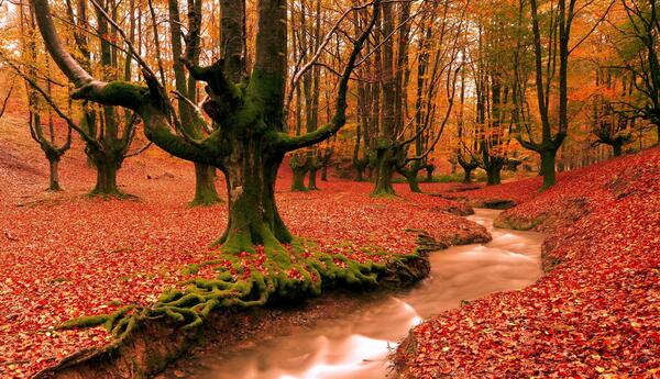 عکس زیبای پاییزی از طبیعت