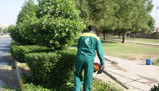 عکس درخت بید کویتی