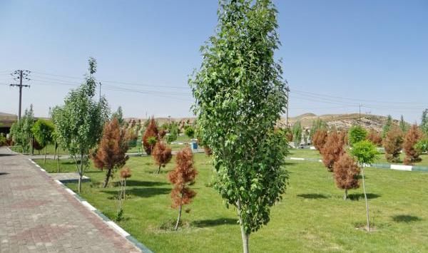 عکس درخت بید کویتی