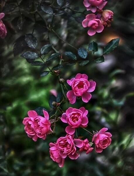 عکس بک گراند زیبا برای گوشی