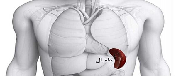 عکس واقعی طحال