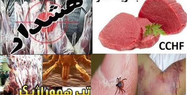 عکس کنه کنگو
