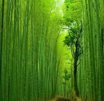 عکس و تصویر طبیعت