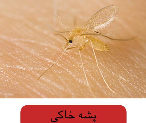 عکس پشه خاکی