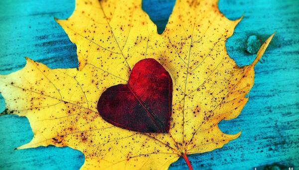 عکس برگ پاییزی به شکل قلب
