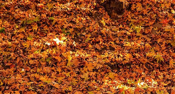 عکس برگهای پاییزی روی زمین