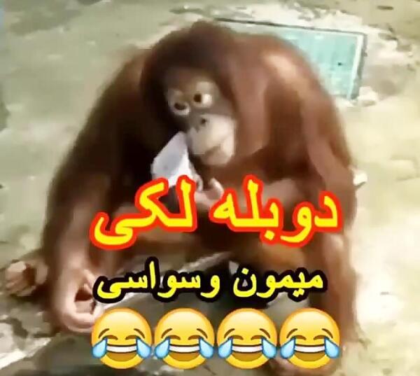 عکس میمون خنده
