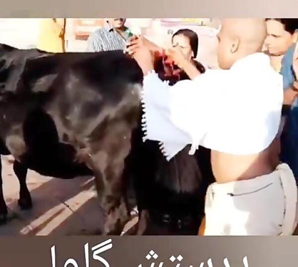 عکس پرچم گاو پرستان هند