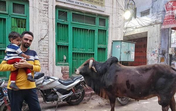عکس پرچم گاو پرستان هند