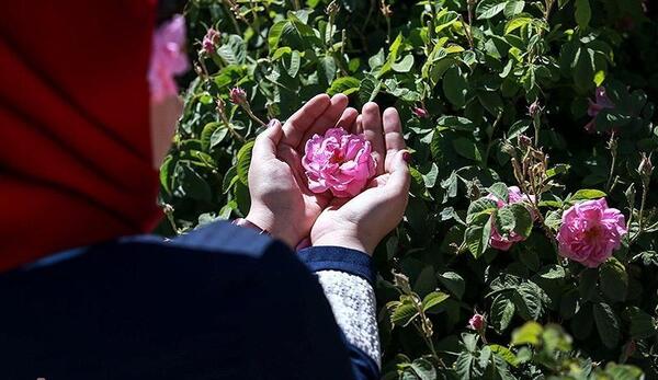 عکس دختر درحال چیدن گل