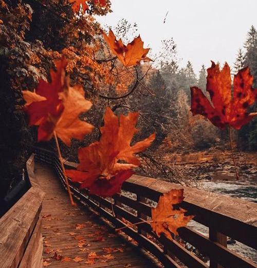 عکس پروفایل پاییزی شیک