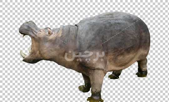 عکس png اسب