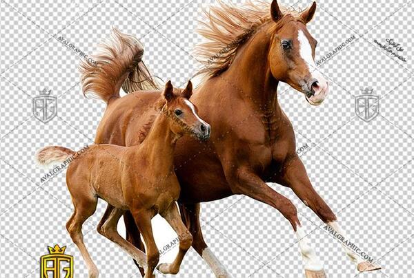 عکس png اسب