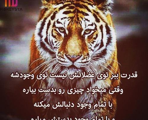 عکس پروفایل خفن حیوانات