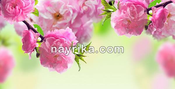 عکس تبریک روز زن شاغل