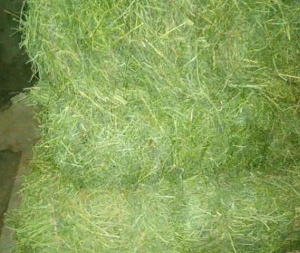 دانلود عکس پرس یونجه
