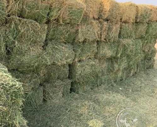 دانلود عکس پرس یونجه