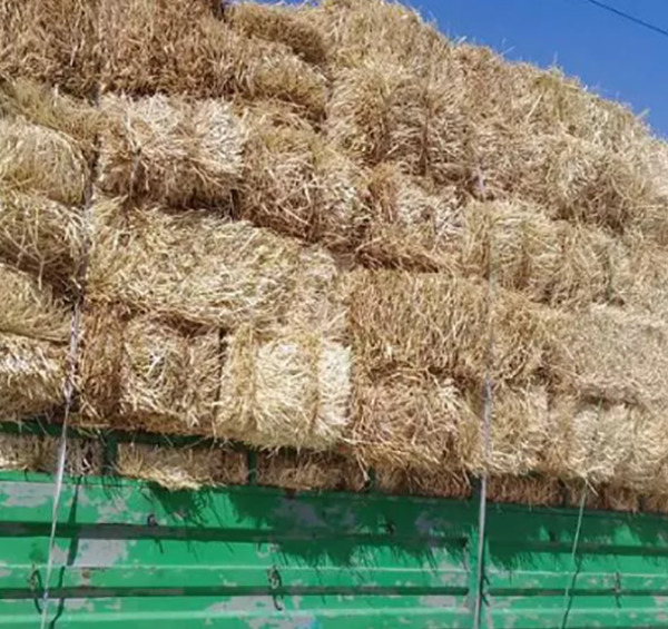 دانلود عکس پرس یونجه