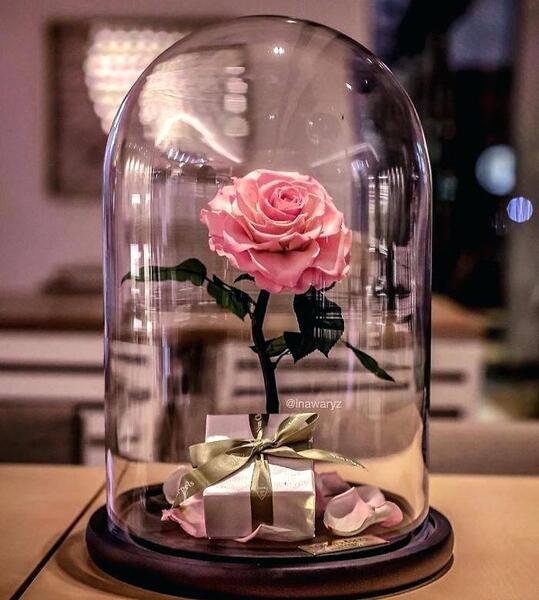 عکس گل رز آتش گرفته