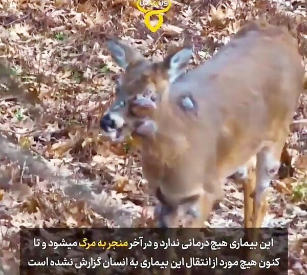 عکس حیوان زامبی