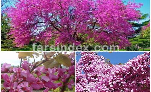 عکس قرص ارغوان