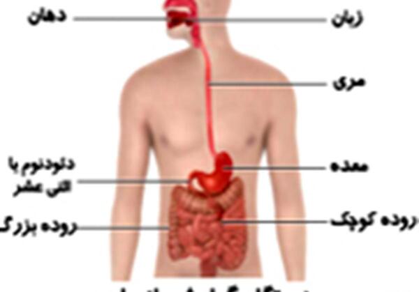 عکس داخل شکم انسان
