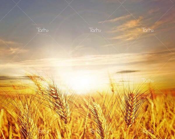 عکس گندم زار پروفایل