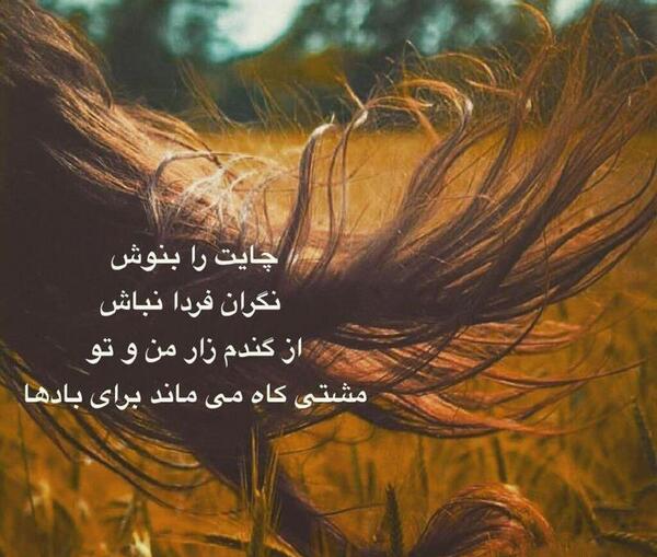 عکس گندم زار پروفایل