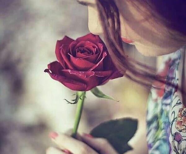 عکس گل برای پروفایل گل رز