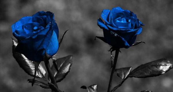 عکس گل برای پروفایل گل رز